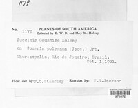 Puccinia gouaniae image